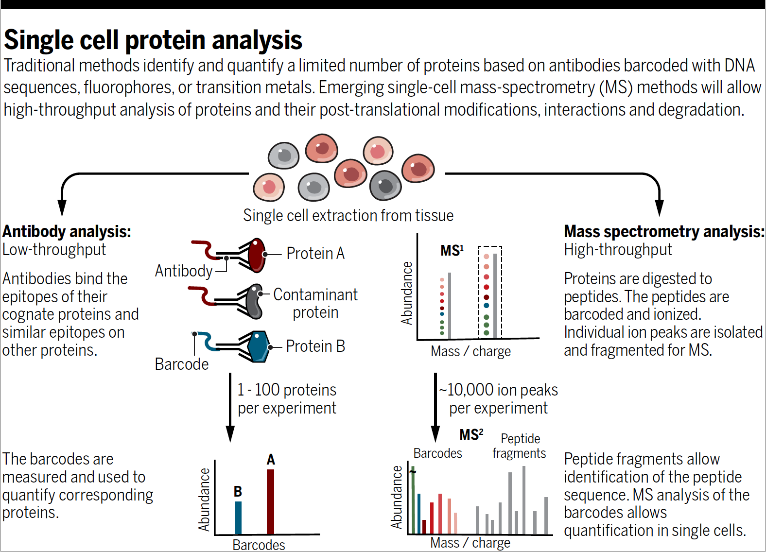 slide of single cell protein analysis