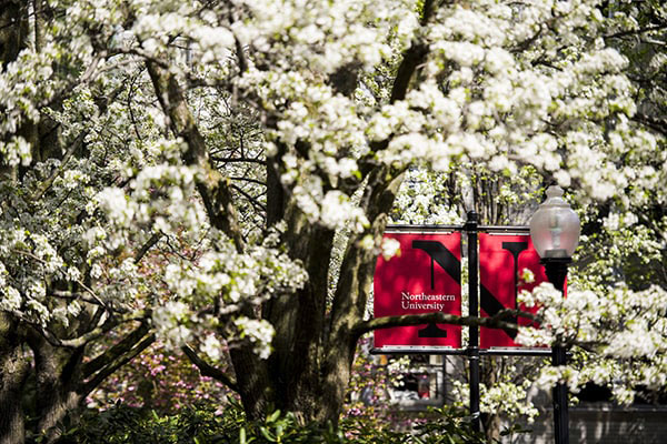 flowering trees with a Northeastern flag