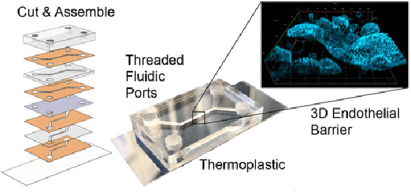 graphic of multilayer physiological systems
