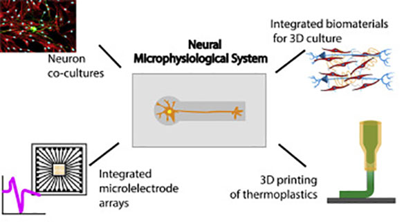 slide illustrating neural microphysological research