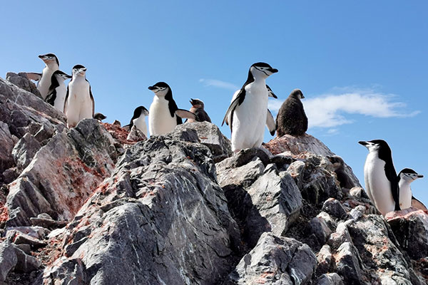 penguins