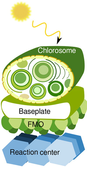 The chlorosome is a critical element in the photosynthetic system of green sulfur bacteria. Image courtesy of Hossein Mosallaei.
